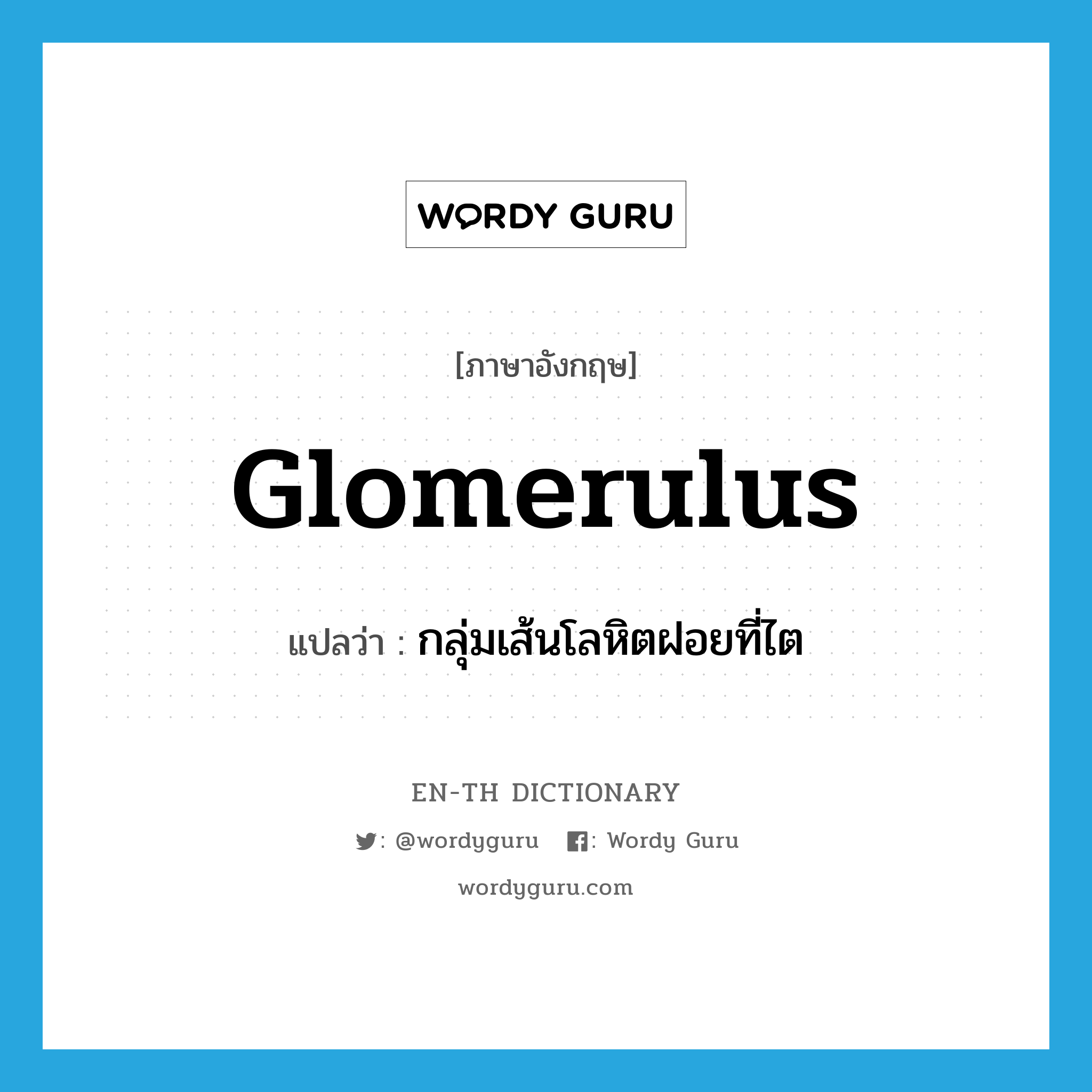 glomerulus แปลว่า?, คำศัพท์ภาษาอังกฤษ glomerulus แปลว่า กลุ่มเส้นโลหิตฝอยที่ไต ประเภท N หมวด N