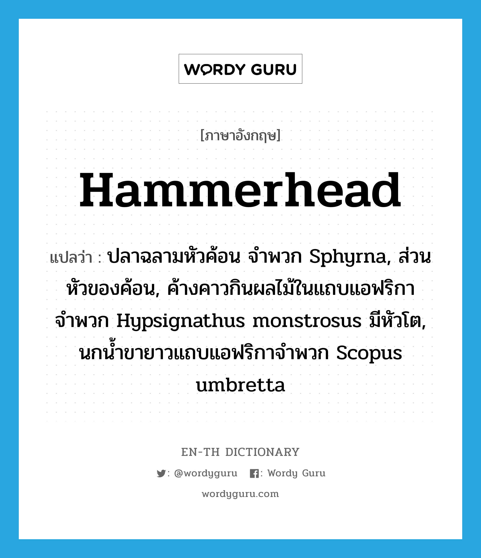 hammerhead แปลว่า?, คำศัพท์ภาษาอังกฤษ hammerhead แปลว่า ปลาฉลามหัวค้อน จำพวก Sphyrna, ส่วนหัวของค้อน, ค้างคาวกินผลไม้ในแถบแอฟริกาจำพวก Hypsignathus monstrosus มีหัวโต, นกน้ำขายาวแถบแอฟริกาจำพวก Scopus umbretta ประเภท N หมวด N