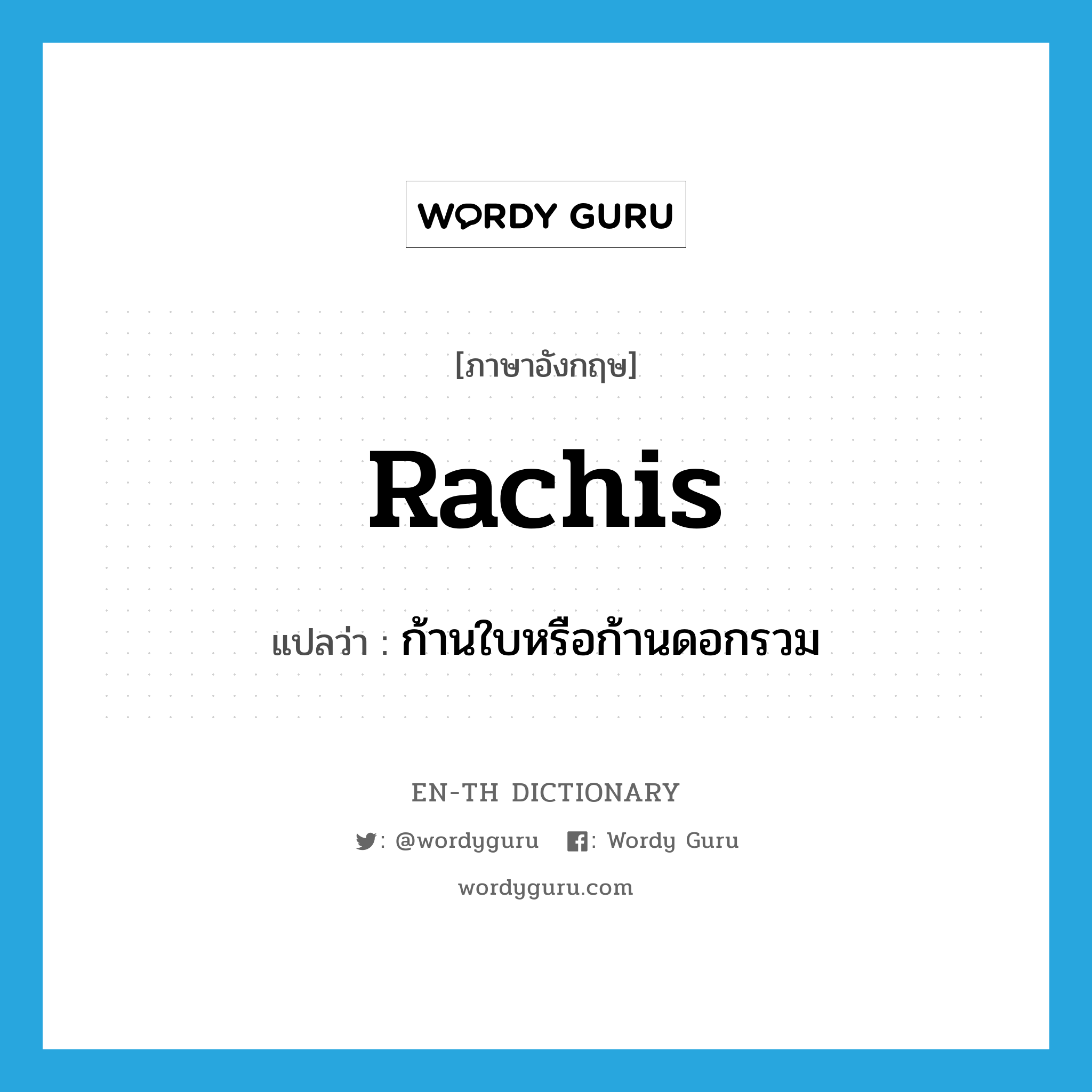 rachis แปลว่า?, คำศัพท์ภาษาอังกฤษ rachis แปลว่า ก้านใบหรือก้านดอกรวม ประเภท N หมวด N