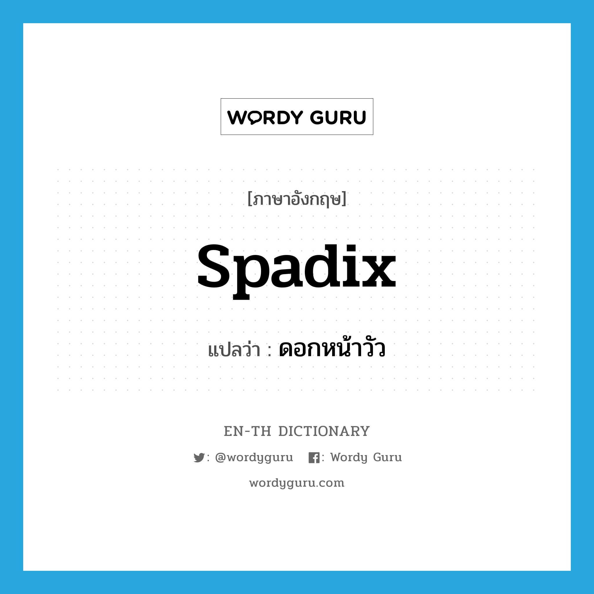 spadix แปลว่า?, คำศัพท์ภาษาอังกฤษ spadix แปลว่า ดอกหน้าวัว ประเภท N หมวด N