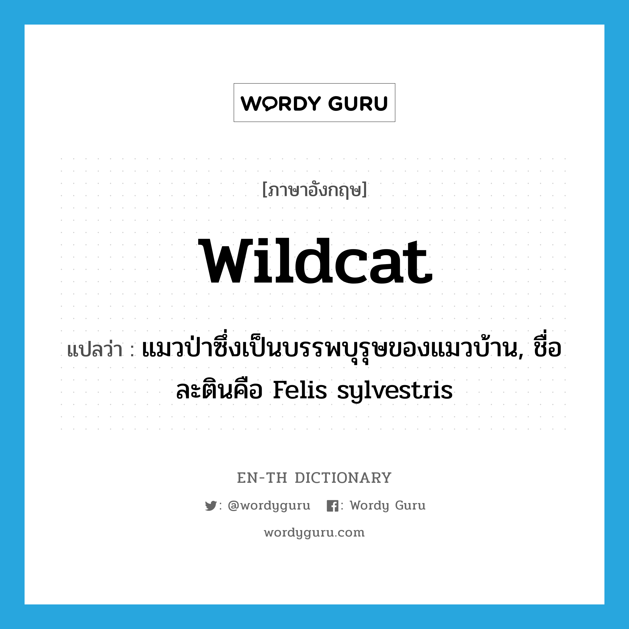 wildcat แปลว่า?, คำศัพท์ภาษาอังกฤษ wildcat แปลว่า แมวป่าซึ่งเป็นบรรพบุรุษของแมวบ้าน, ชื่อละตินคือ Felis sylvestris ประเภท N หมวด N