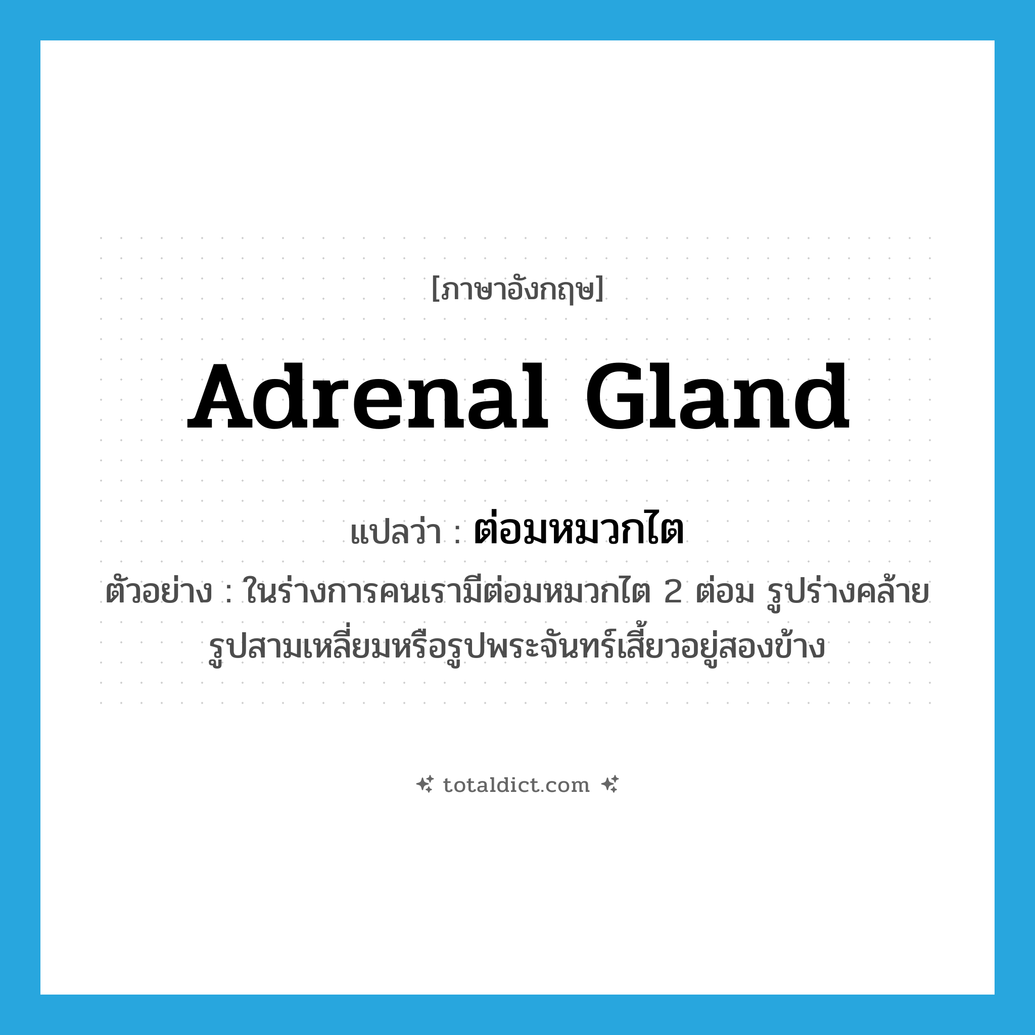 adrenal gland แปลว่า?, คำศัพท์ภาษาอังกฤษ adrenal gland แปลว่า ต่อมหมวกไต ประเภท N ตัวอย่าง ในร่างการคนเรามีต่อมหมวกไต 2 ต่อม รูปร่างคล้ายรูปสามเหลี่ยมหรือรูปพระจันทร์เสี้ยวอยู่สองข้าง หมวด N