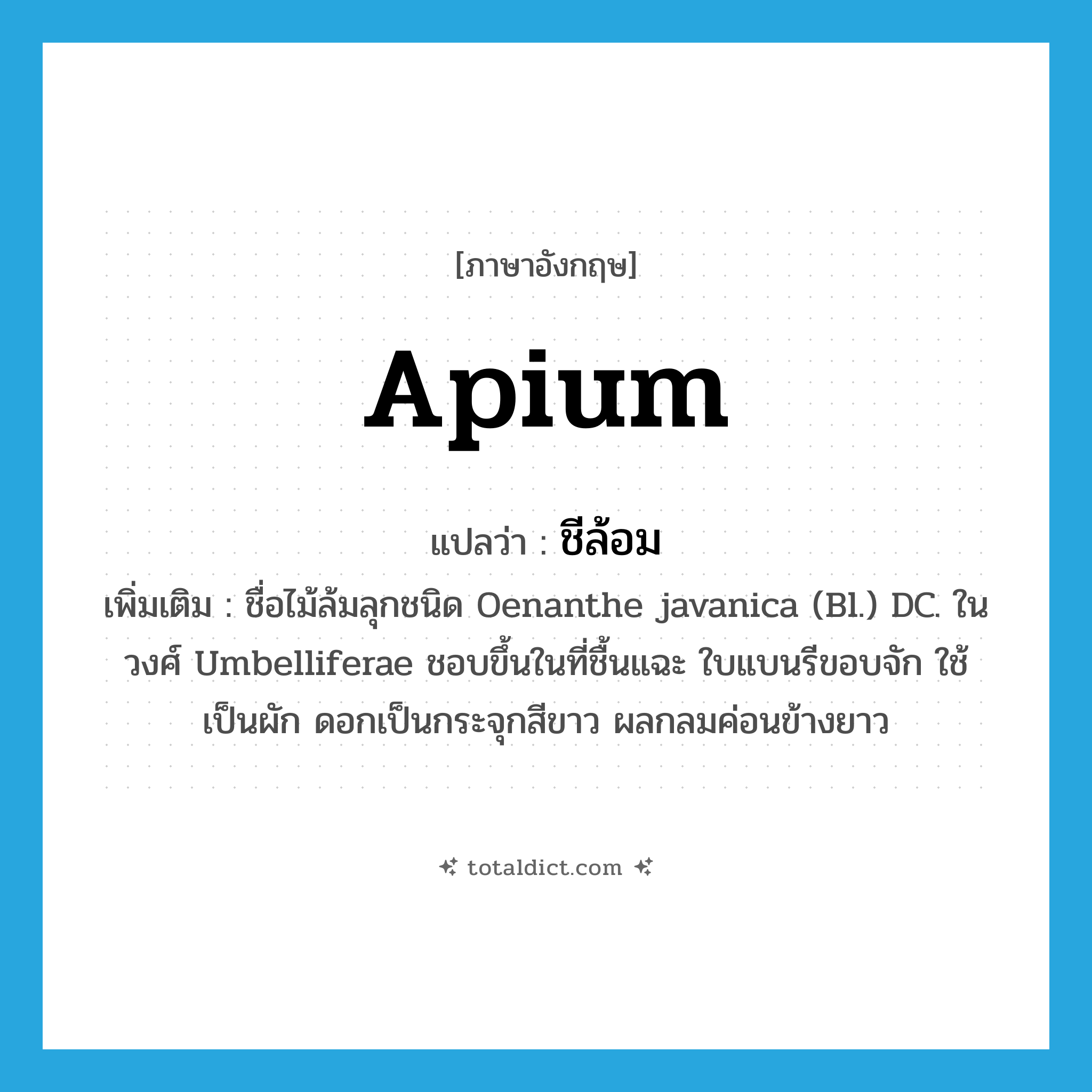 Apium แปลว่า?, คำศัพท์ภาษาอังกฤษ Apium แปลว่า ชีล้อม ประเภท N เพิ่มเติม ชื่อไม้ล้มลุกชนิด Oenanthe javanica (Bl.) DC. ในวงศ์ Umbelliferae ชอบขึ้นในที่ชื้นแฉะ ใบแบนรีขอบจัก ใช้เป็นผัก ดอกเป็นกระจุกสีขาว ผลกลมค่อนข้างยาว หมวด N