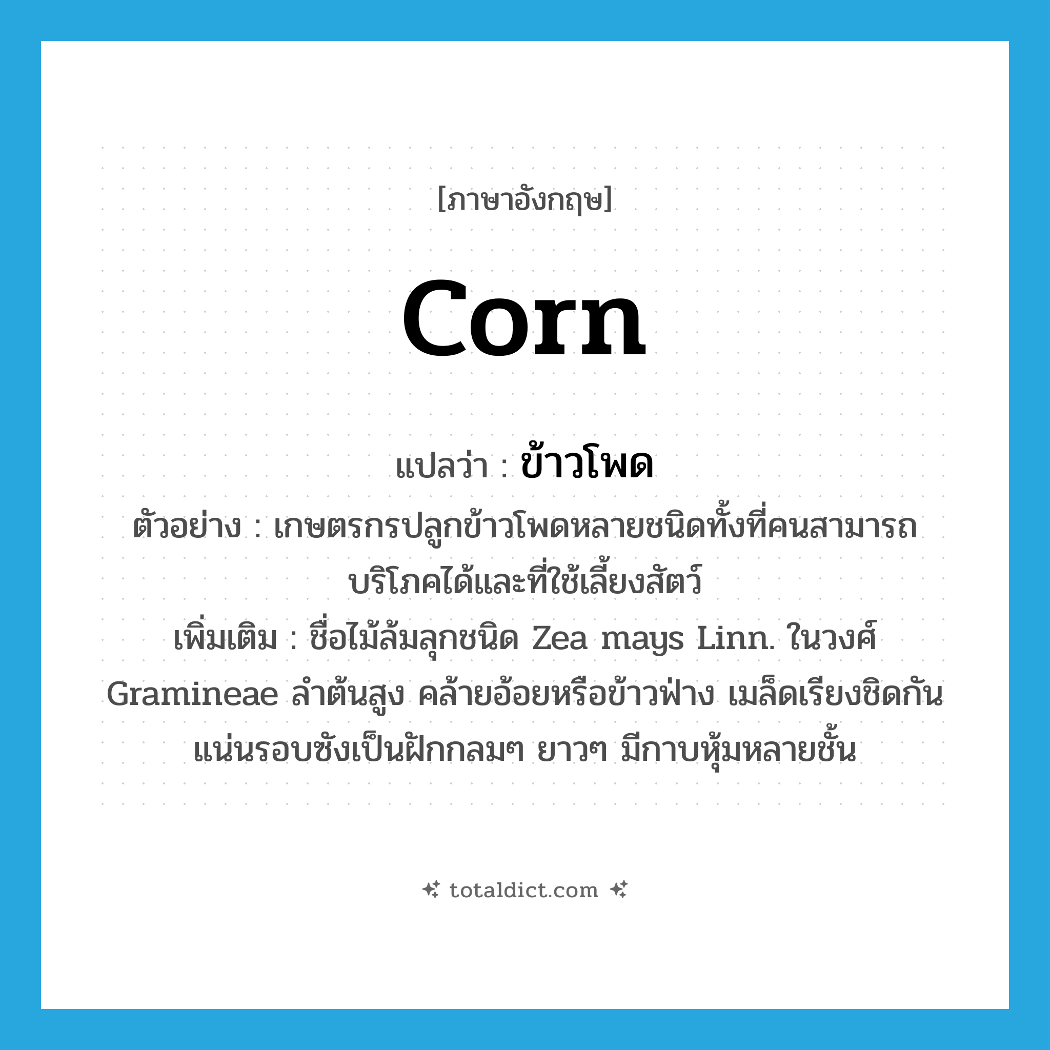 corn แปลว่า?, คำศัพท์ภาษาอังกฤษ corn แปลว่า ข้าวโพด ประเภท N ตัวอย่าง เกษตรกรปลูกข้าวโพดหลายชนิดทั้งที่คนสามารถบริโภคได้และที่ใช้เลี้ยงสัตว์ เพิ่มเติม ชื่อไม้ล้มลุกชนิด Zea mays Linn. ในวงศ์ Gramineae ลำต้นสูง คล้ายอ้อยหรือข้าวฟ่าง เมล็ดเรียงชิดกันแน่นรอบซังเป็นฝักกลมๆ ยาวๆ มีกาบหุ้มหลายชั้น หมวด N