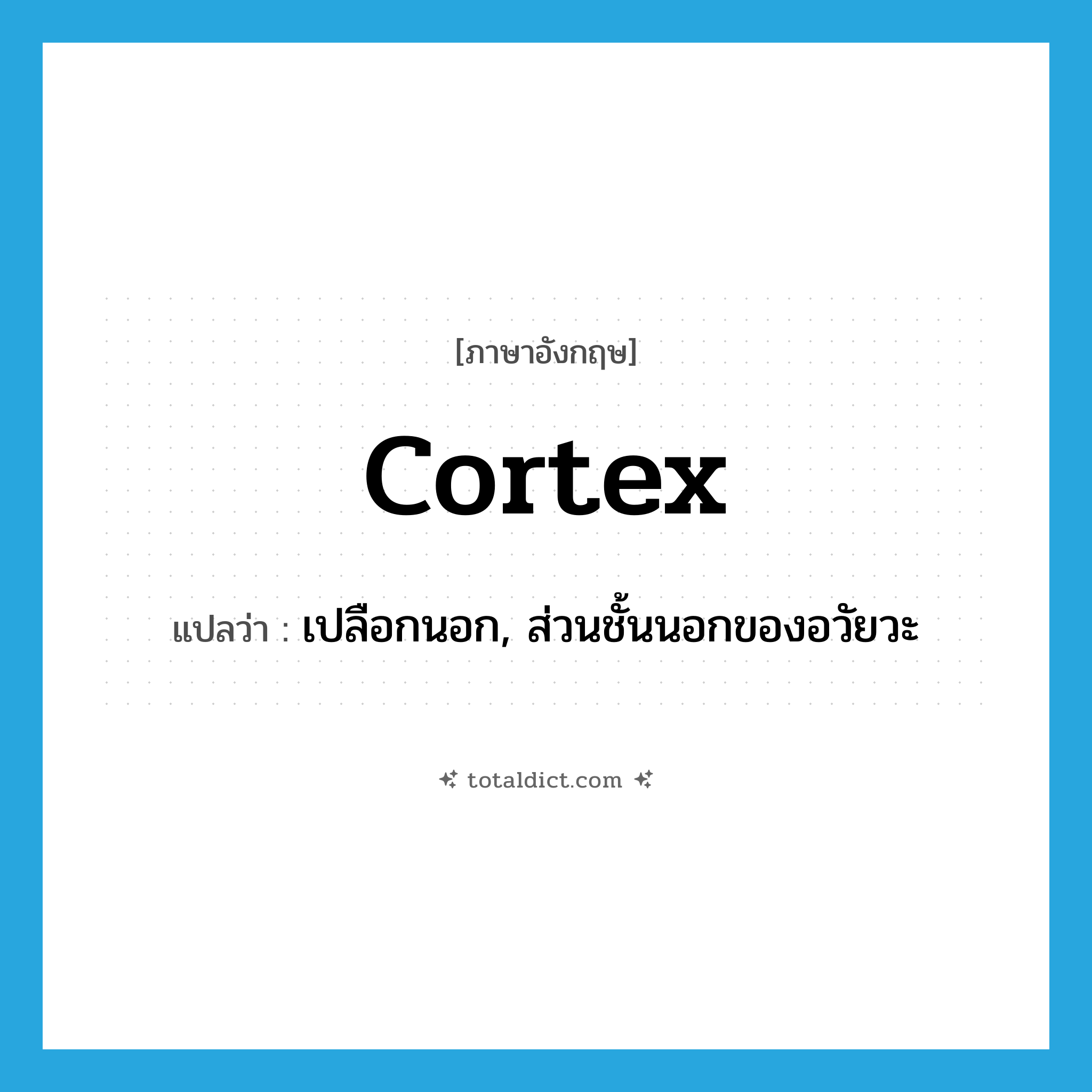 cortex แปลว่า?, คำศัพท์ภาษาอังกฤษ cortex แปลว่า เปลือกนอก, ส่วนชั้นนอกของอวัยวะ ประเภท N หมวด N