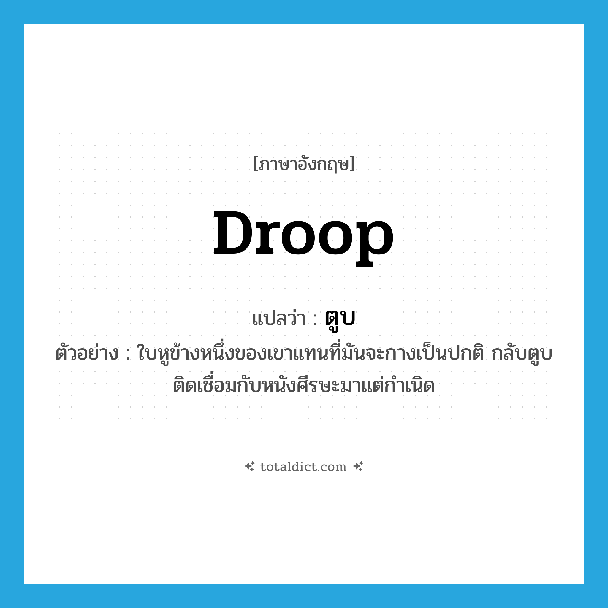 droop แปลว่า?, คำศัพท์ภาษาอังกฤษ droop แปลว่า ตูบ ประเภท V ตัวอย่าง ใบหูข้างหนึ่งของเขาแทนที่มันจะกางเป็นปกติ กลับตูบติดเชื่อมกับหนังศีรษะมาแต่กำเนิด หมวด V