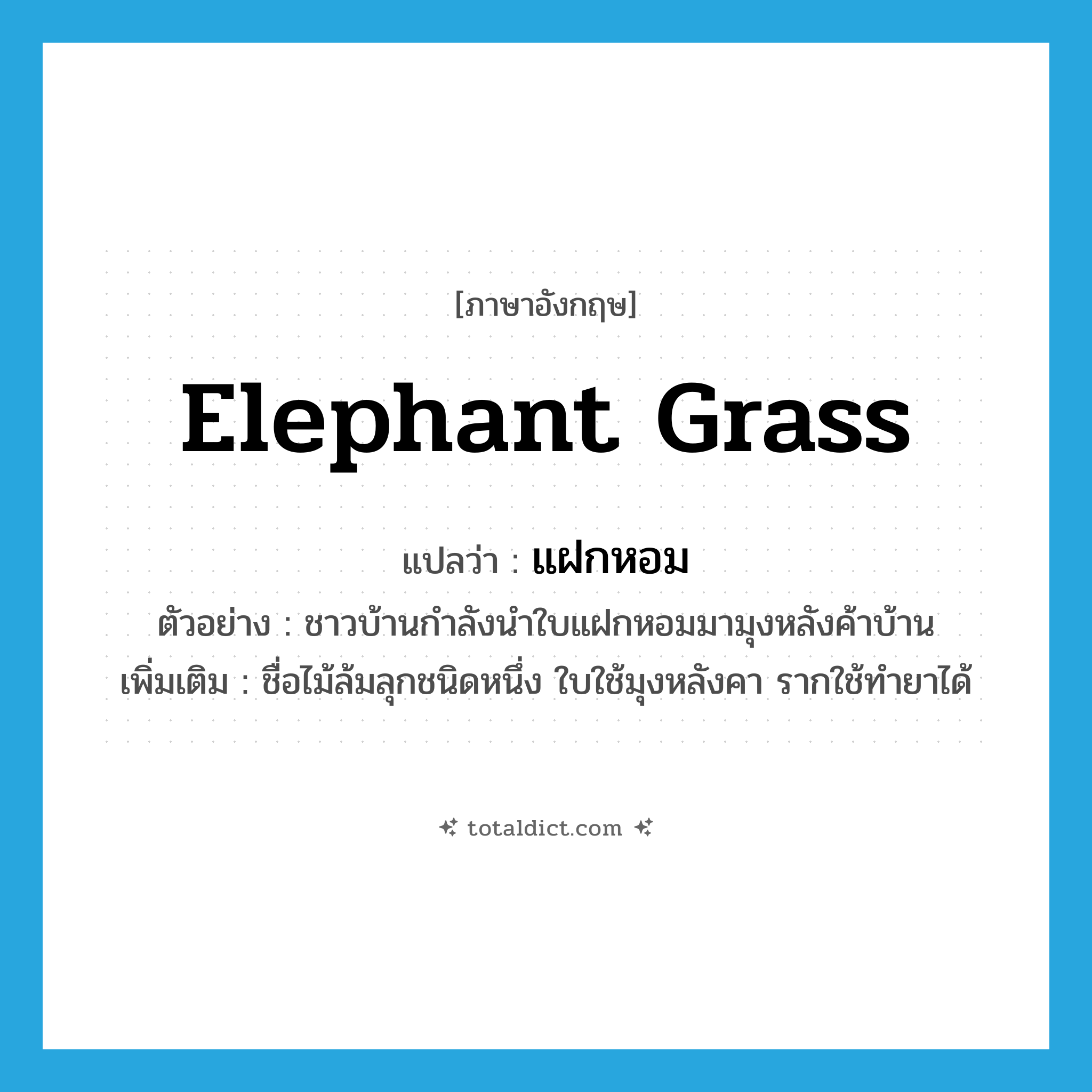 elephant grass แปลว่า?, คำศัพท์ภาษาอังกฤษ elephant grass แปลว่า แฝกหอม ประเภท N ตัวอย่าง ชาวบ้านกำลังนำใบแฝกหอมมามุงหลังค้าบ้าน เพิ่มเติม ชื่อไม้ล้มลุกชนิดหนึ่ง ใบใช้มุงหลังคา รากใช้ทำยาได้ หมวด N