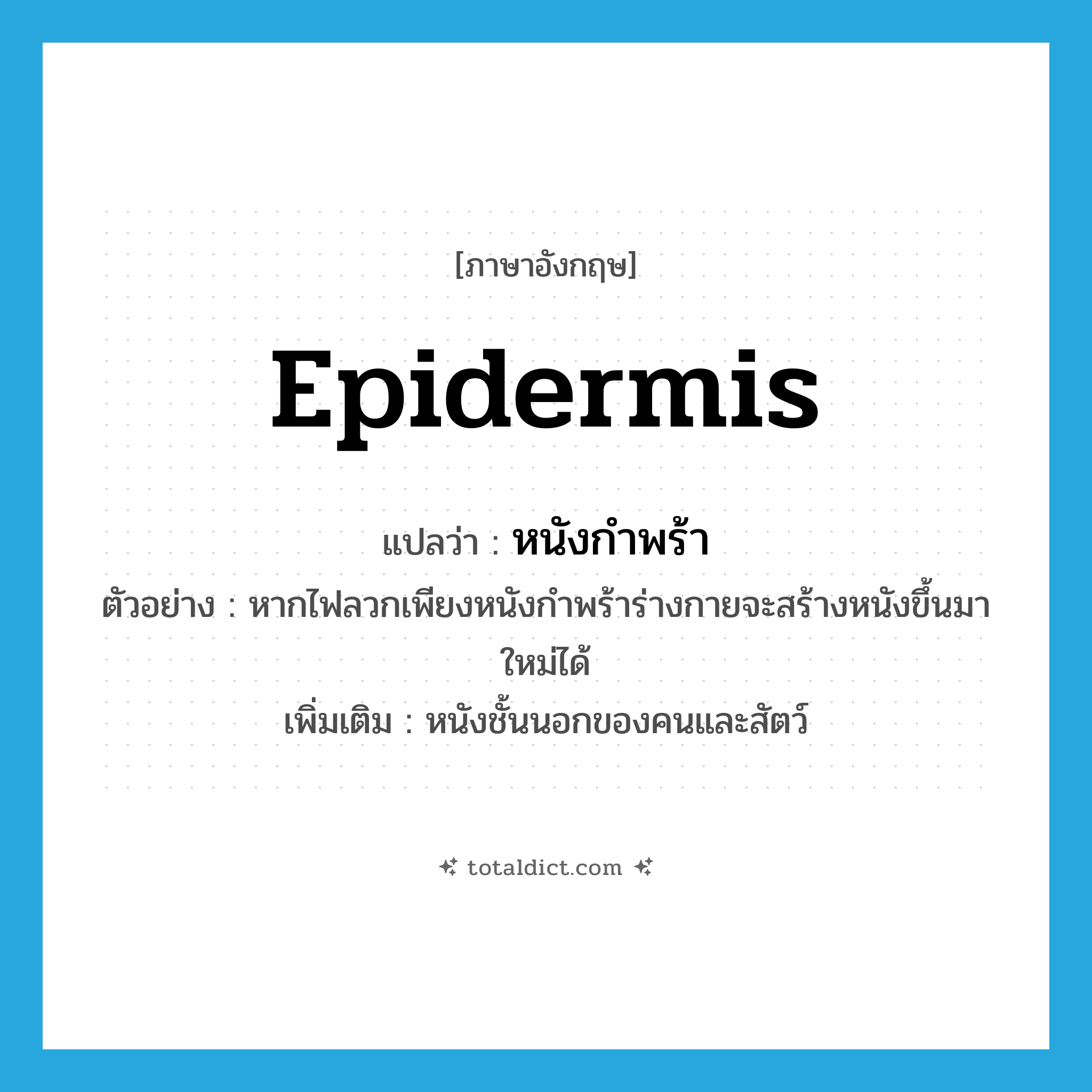 epidermis แปลว่า?, คำศัพท์ภาษาอังกฤษ epidermis แปลว่า หนังกำพร้า ประเภท N ตัวอย่าง หากไฟลวกเพียงหนังกำพร้าร่างกายจะสร้างหนังขึ้นมาใหม่ได้ เพิ่มเติม หนังชั้นนอกของคนและสัตว์ หมวด N