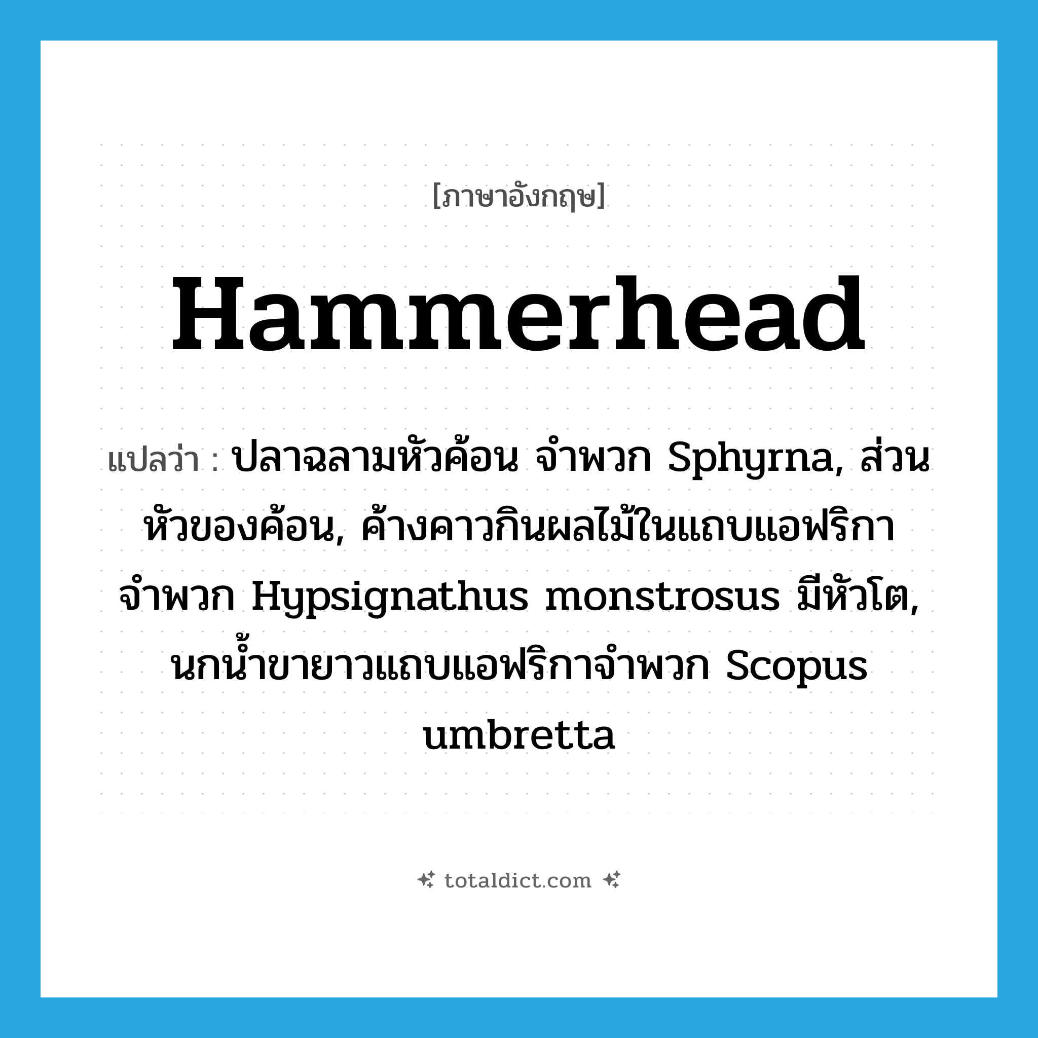 hammerhead แปลว่า?, คำศัพท์ภาษาอังกฤษ hammerhead แปลว่า ปลาฉลามหัวค้อน จำพวก Sphyrna, ส่วนหัวของค้อน, ค้างคาวกินผลไม้ในแถบแอฟริกาจำพวก Hypsignathus monstrosus มีหัวโต, นกน้ำขายาวแถบแอฟริกาจำพวก Scopus umbretta ประเภท N หมวด N