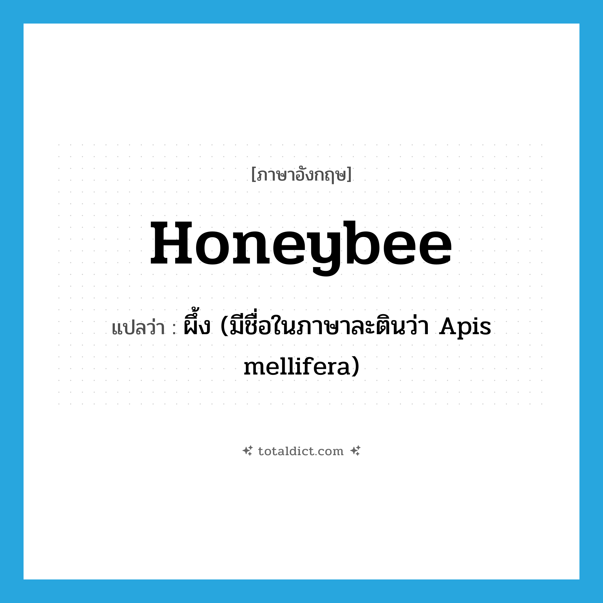 honeybee แปลว่า?, คำศัพท์ภาษาอังกฤษ honeybee แปลว่า ผึ้ง (มีชื่อในภาษาละตินว่า Apis mellifera) ประเภท N หมวด N