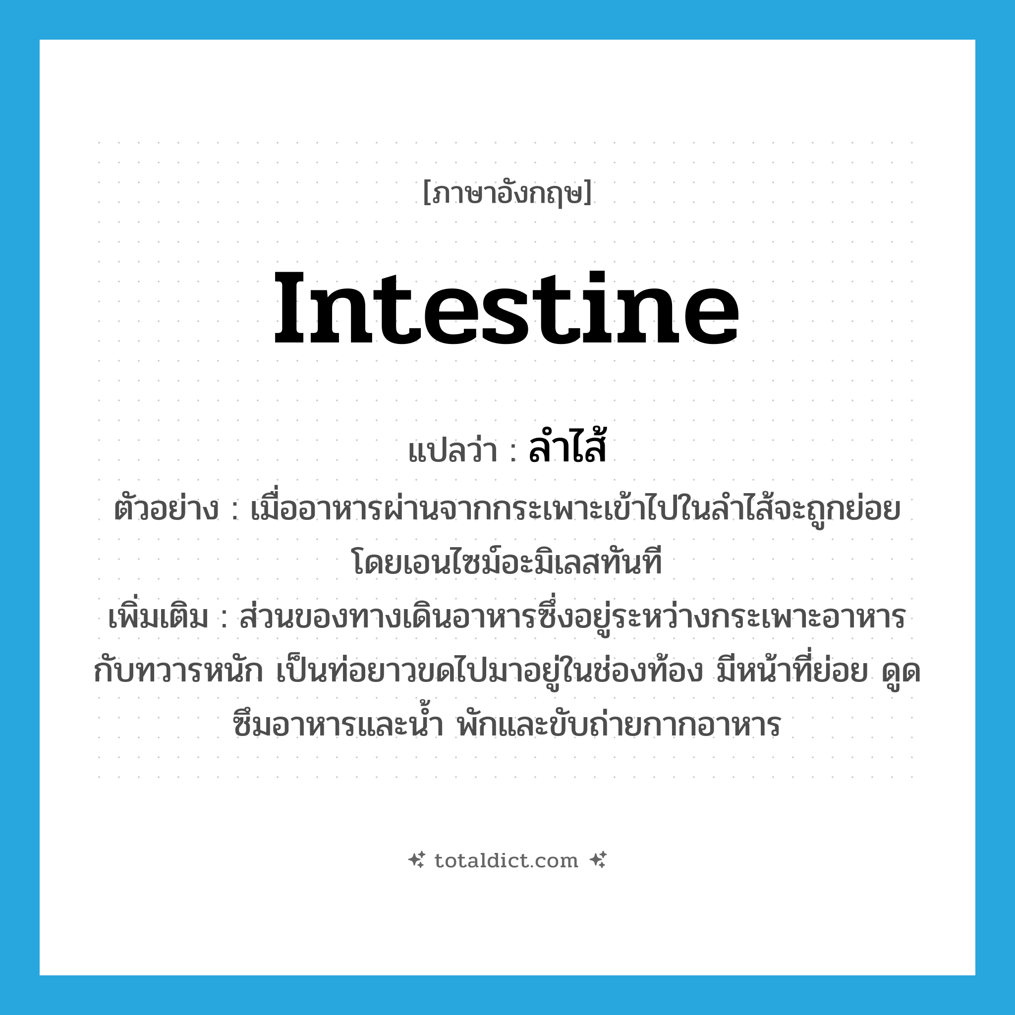 intestine แปลว่า?, คำศัพท์ภาษาอังกฤษ intestine แปลว่า ลำไส้ ประเภท N ตัวอย่าง เมื่ออาหารผ่านจากกระเพาะเข้าไปในลำไส้จะถูกย่อยโดยเอนไซม์อะมิเลสทันที เพิ่มเติม ส่วนของทางเดินอาหารซึ่งอยู่ระหว่างกระเพาะอาหารกับทวารหนัก เป็นท่อยาวขดไปมาอยู่ในช่องท้อง มีหน้าที่ย่อย ดูดซึมอาหารและน้ำ พักและขับถ่ายกากอาหาร หมวด N