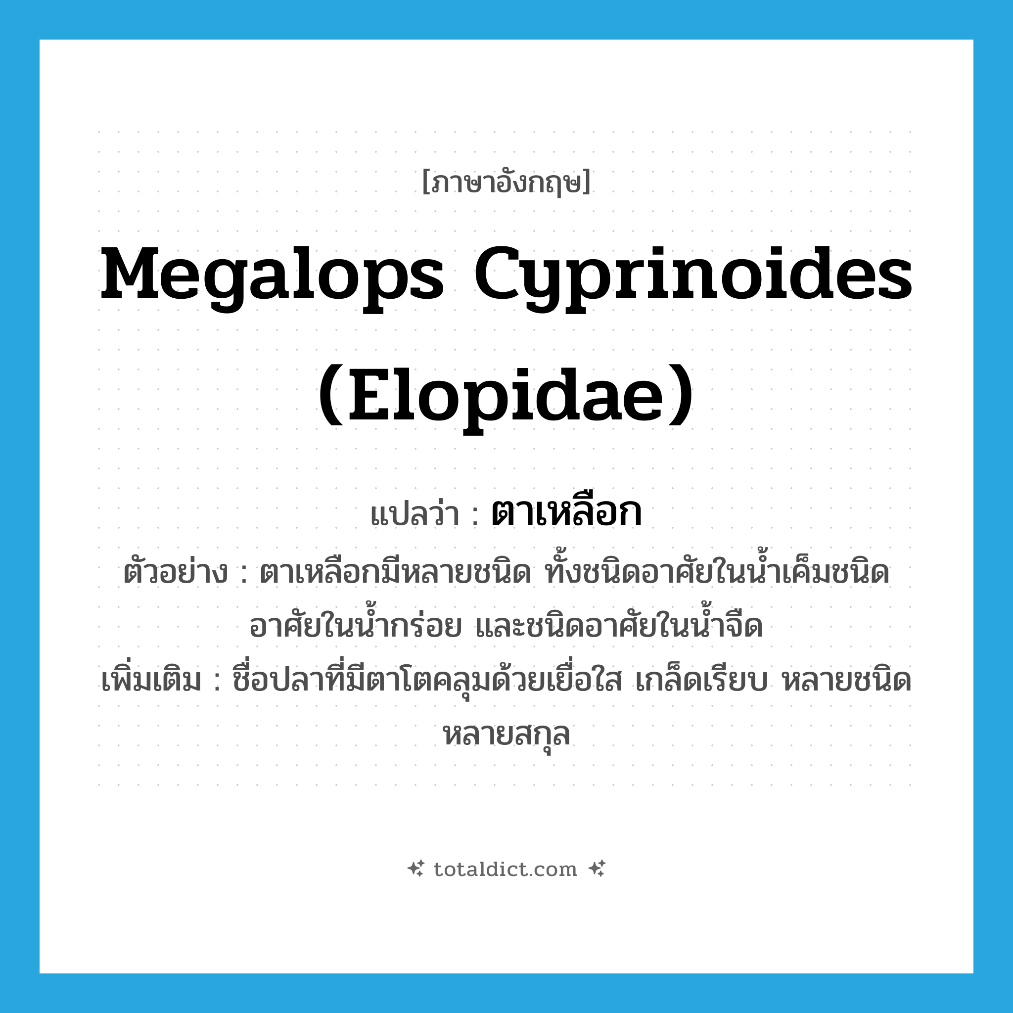 Megalops cyprinoides (Elopidae) แปลว่า?, คำศัพท์ภาษาอังกฤษ Megalops cyprinoides (Elopidae) แปลว่า ตาเหลือก ประเภท N ตัวอย่าง ตาเหลือกมีหลายชนิด ทั้งชนิดอาศัยในน้ำเค็มชนิดอาศัยในน้ำกร่อย และชนิดอาศัยในน้ำจืด เพิ่มเติม ชื่อปลาที่มีตาโตคลุมด้วยเยื่อใส เกล็ดเรียบ หลายชนิด หลายสกุล หมวด N