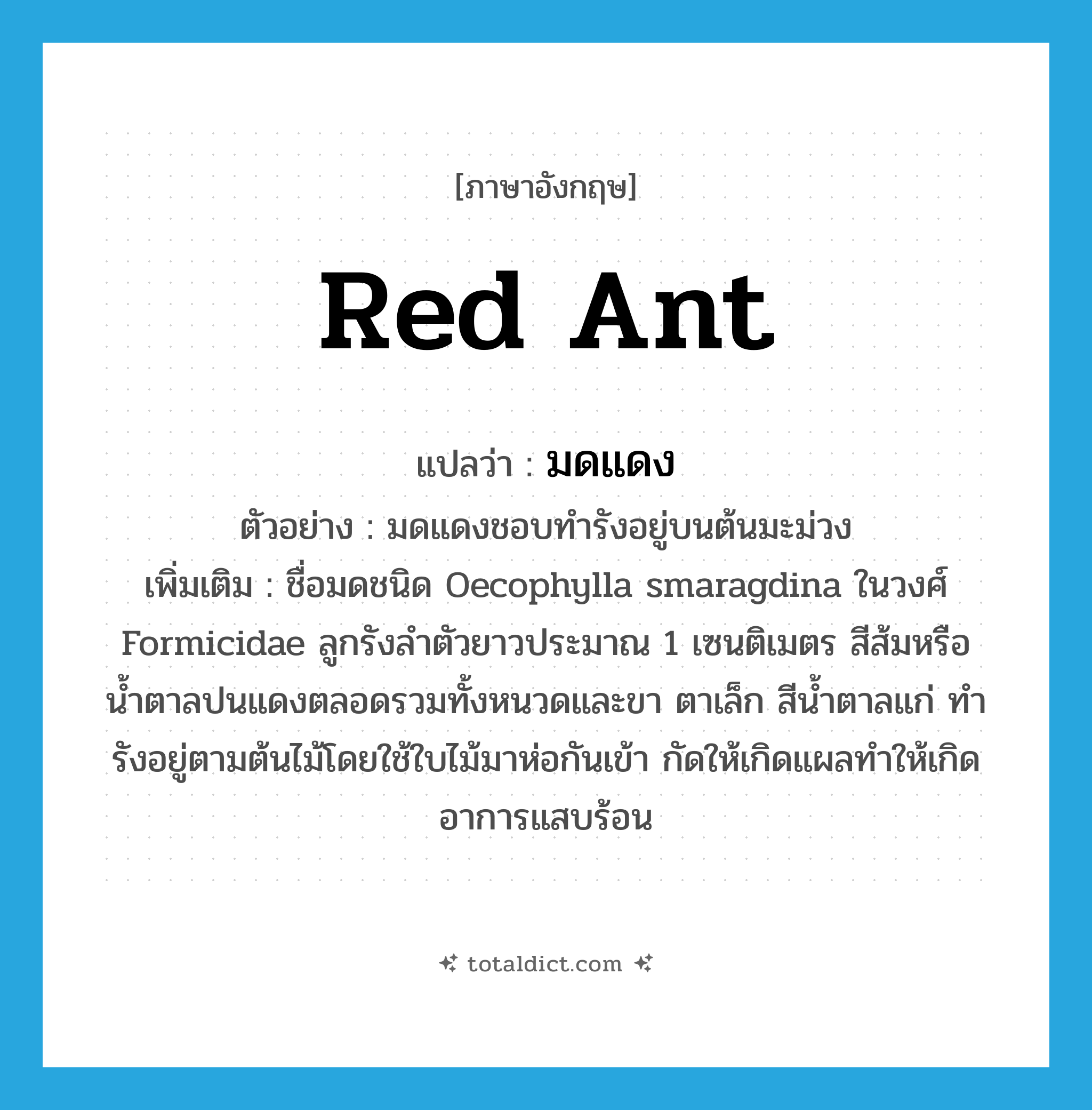 red ant แปลว่า?, คำศัพท์ภาษาอังกฤษ red ant แปลว่า มดแดง ประเภท N ตัวอย่าง มดแดงชอบทำรังอยู่บนต้นมะม่วง เพิ่มเติม ชื่อมดชนิด Oecophylla smaragdina ในวงศ์ Formicidae ลูกรังลำตัวยาวประมาณ 1 เซนติเมตร สีส้มหรือน้ำตาลปนแดงตลอดรวมทั้งหนวดและขา ตาเล็ก สีน้ำตาลแก่ ทำรังอยู่ตามต้นไม้โดยใช้ใบไม้มาห่อกันเข้า กัดให้เกิดแผลทำให้เกิดอาการแสบร้อน หมวด N