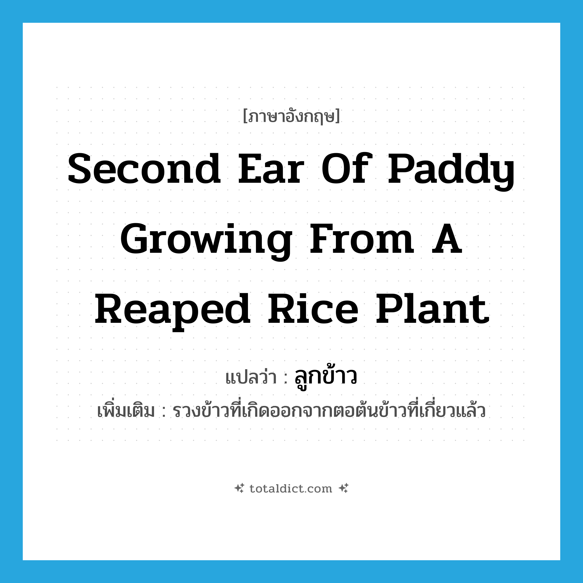 second ear of paddy growing from a reaped rice plant แปลว่า?, คำศัพท์ภาษาอังกฤษ second ear of paddy growing from a reaped rice plant แปลว่า ลูกข้าว ประเภท N เพิ่มเติม รวงข้าวที่เกิดออกจากตอต้นข้าวที่เกี่ยวแล้ว หมวด N