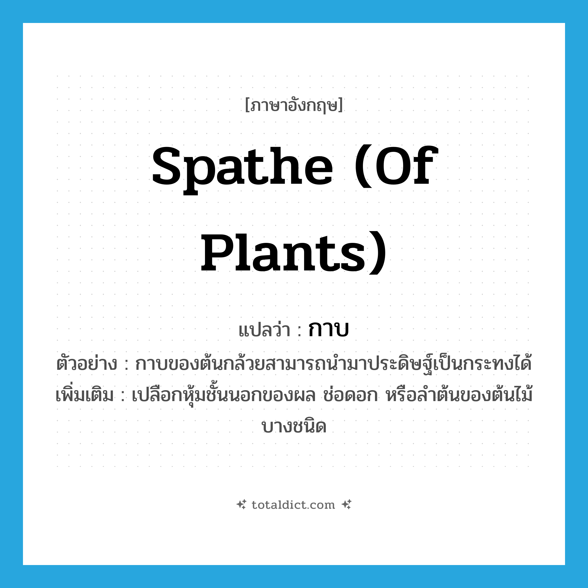 spathe (of plants) แปลว่า?, คำศัพท์ภาษาอังกฤษ spathe (of plants) แปลว่า กาบ ประเภท N ตัวอย่าง กาบของต้นกล้วยสามารถนำมาประดิษฐ์เป็นกระทงได้ เพิ่มเติม เปลือกหุ้มชั้นนอกของผล ช่อดอก หรือลำต้นของต้นไม้บางชนิด หมวด N