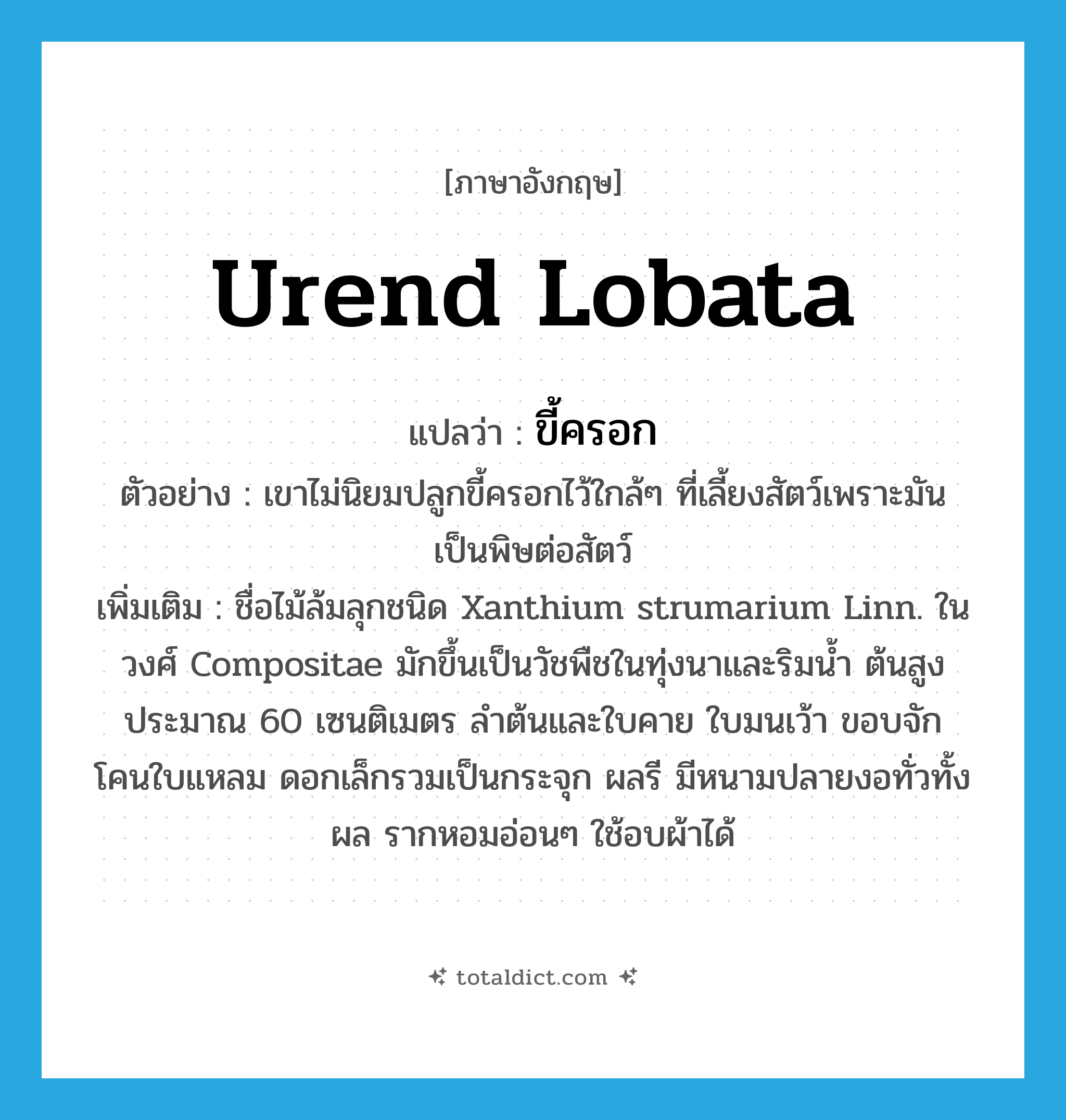 Urend lobata แปลว่า?, คำศัพท์ภาษาอังกฤษ Urend lobata แปลว่า ขี้ครอก ประเภท N ตัวอย่าง เขาไม่นิยมปลูกขี้ครอกไว้ใกล้ๆ ที่เลี้ยงสัตว์เพราะมันเป็นพิษต่อสัตว์ เพิ่มเติม ชื่อไม้ล้มลุกชนิด Xanthium strumarium Linn. ในวงศ์ Compositae มักขึ้นเป็นวัชพืชในทุ่งนาและริมน้ำ ต้นสูงประมาณ 60 เซนติเมตร ลำต้นและใบคาย ใบมนเว้า ขอบจัก โคนใบแหลม ดอกเล็กรวมเป็นกระจุก ผลรี มีหนามปลายงอทั่วทั้งผล รากหอมอ่อนๆ ใช้อบผ้าได้ หมวด N