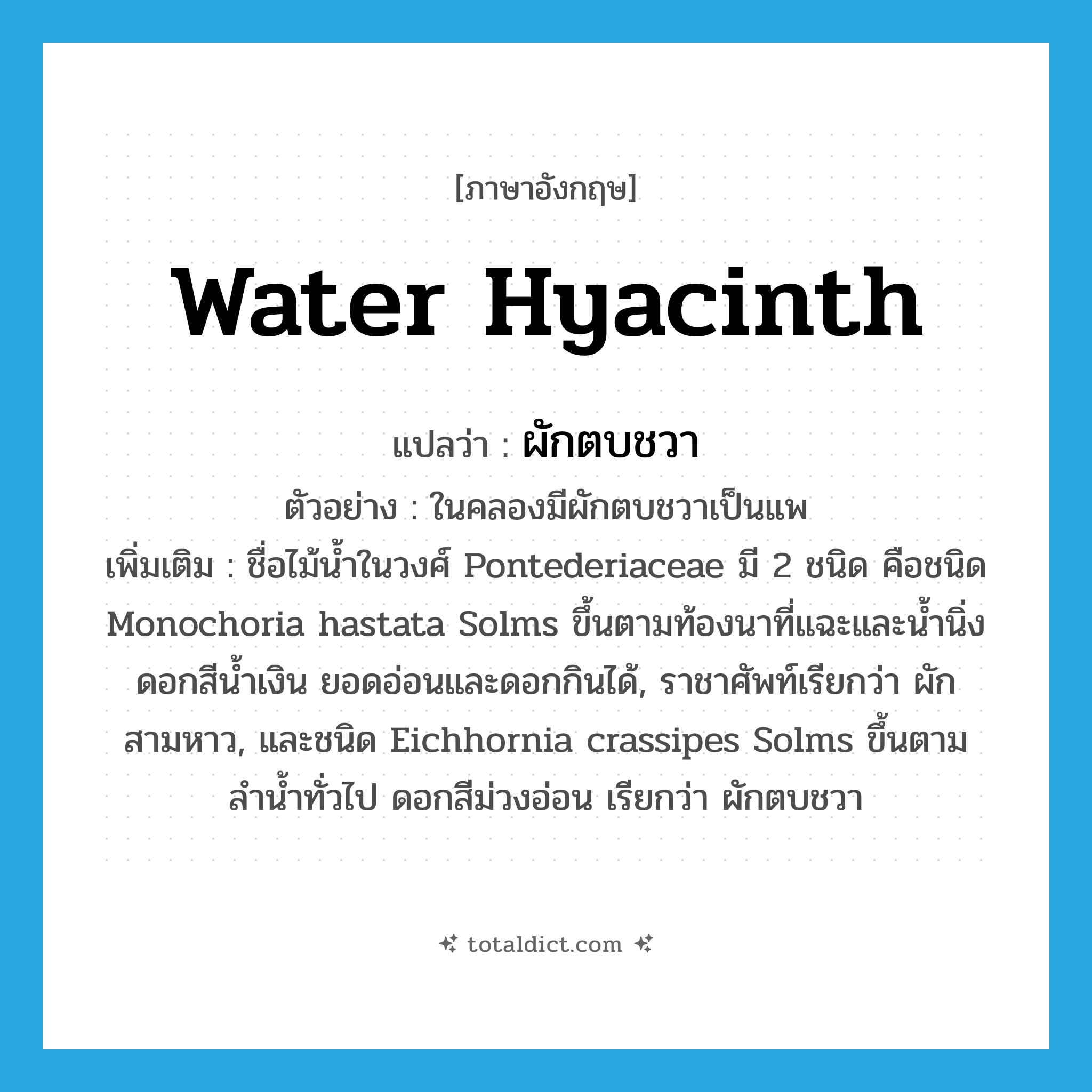 Water hyacinth แปลว่า?, คำศัพท์ภาษาอังกฤษ Water hyacinth แปลว่า ผักตบชวา ประเภท N ตัวอย่าง ในคลองมีผักตบชวาเป็นแพ เพิ่มเติม ชื่อไม้น้ำในวงศ์ Pontederiaceae มี 2 ชนิด คือชนิด Monochoria hastata Solms ขึ้นตามท้องนาที่แฉะและน้ำนิ่ง ดอกสีน้ำเงิน ยอดอ่อนและดอกกินได้, ราชาศัพท์เรียกว่า ผักสามหาว, และชนิด Eichhornia crassipes Solms ขึ้นตามลำน้ำทั่วไป ดอกสีม่วงอ่อน เรียกว่า ผักตบชวา หมวด N