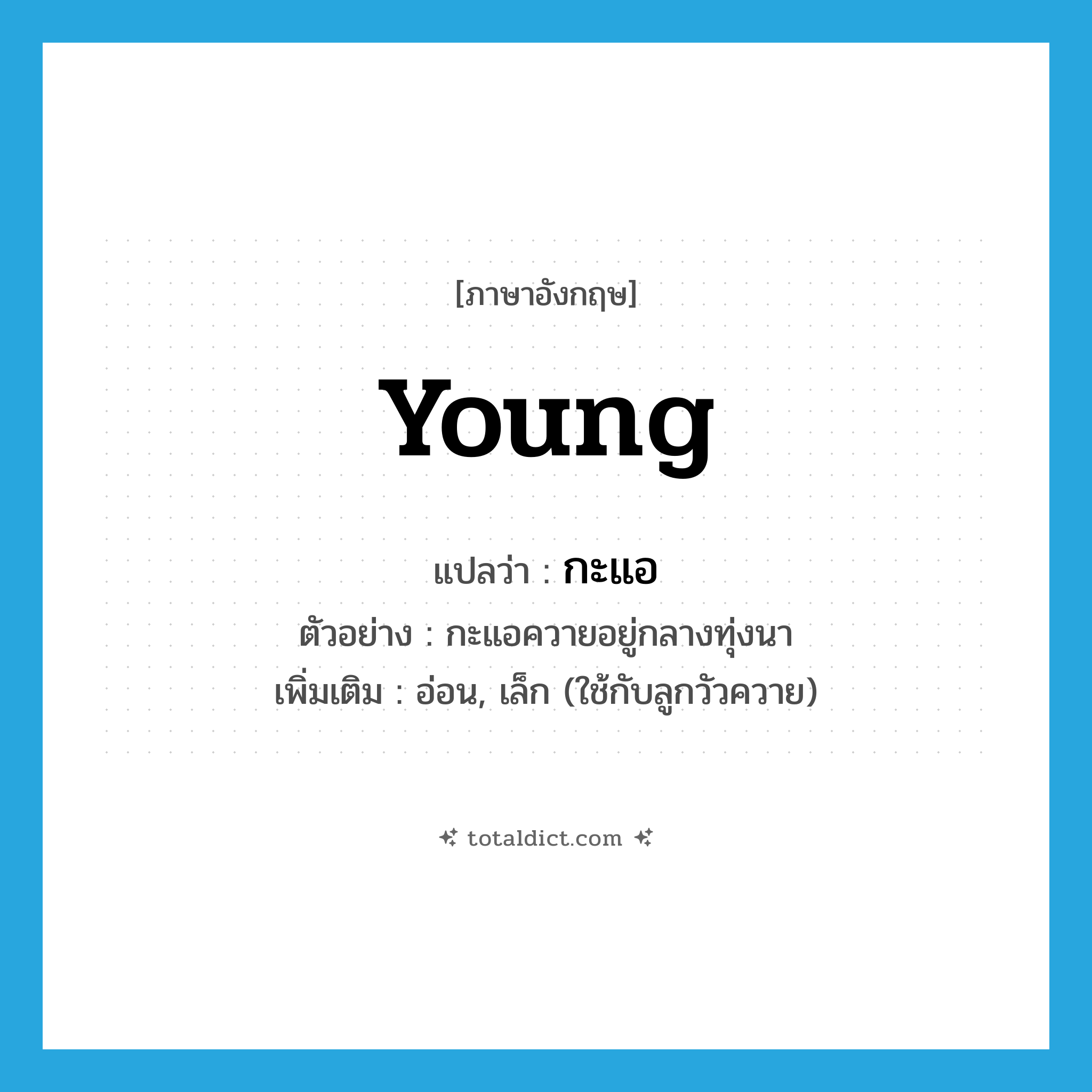 young แปลว่า?, คำศัพท์ภาษาอังกฤษ young แปลว่า กะแอ ประเภท ADJ ตัวอย่าง กะแอควายอยู่กลางทุ่งนา เพิ่มเติม อ่อน, เล็ก (ใช้กับลูกวัวควาย) หมวด ADJ